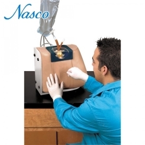 NASCO LF01036 척추주사 Simulator 실습모형